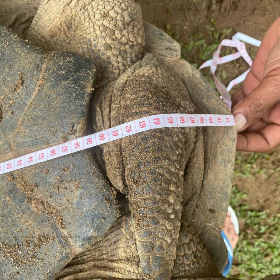 Adult Giant Aldabra Tortoise (Aldabrachelys Gigantea)